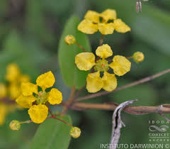 Image result for Janusia