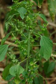 Image result for Acalypha indica