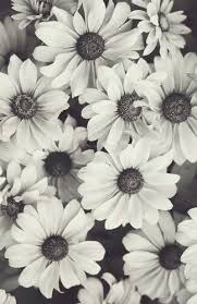 Black And White Daisy Wallpaper 