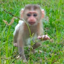 Cute baby monkey hamming on a tree perfect for april fools. Baby Monkey Pink Babymonkeypink Twitter