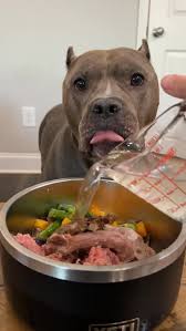 Dinner time for the dogs! 🐶 , •, •, •, #dogs #dogsofinstagram #dogsdaily  #dogsarefamily #dogfood #doggy #doggo #dogs_of_instagram #doglife #gsd  #gsdlife #germanshepherd #americanbully #bully ...