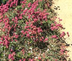 Image result for Eriospermum roseum