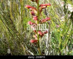 Image result for Disa brevicornis
