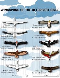 Top 10 Largest Birds On Earth Bird Species Different