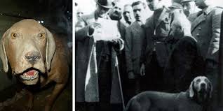 Yilmaz Ozdil Ataturk Un Kopegi Foks Tarihe Gecti Kopek Giremez Diye Pankart Kaldiranlari Yarin Kim Hatirlar