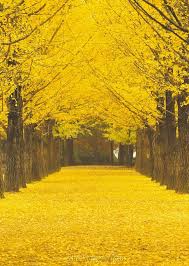 Higgs domino island adalah sebuah permainan domino yang berciri khas lokal terbaik di di indonesia. Nami Island Korea Gambar Alam Fotografi Alam Estetika Kuning