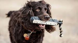 Use the search tool below and browse adoptable boykin spaniels! Boykin Spaniel Price Temperament Life Span