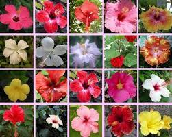 Hibiscus Flower Meaning In Gujarati Best Flower Wallpaper