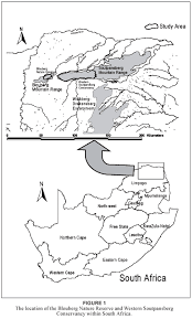 Image result for Indigofera soutpansbergensis