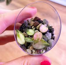 Image result for Begonia lacunosa