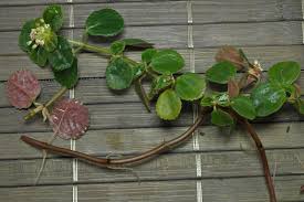 Here are ten tips that will help you propagate your babies and create a healthy and happy family! How To Grow Pilea Depressa From Cuttings