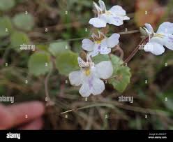 Image result for Diclis reptans