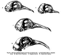 This drawing illustrated the hms beagle in which charles darwin had traveled on. On The Origin Of Species Wikipedia