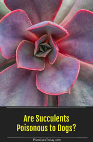 Are Succulents Poisonous To Dogs In 2020 Succulents Silver Dollar Plant Ghost Plant