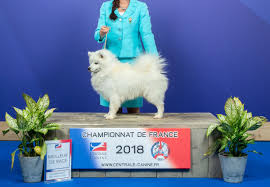 Cet article utilise la notation algébrique pour décrire des coups du jeu d'échecs. Absol Sur Twitter Bon C Est Pas Trop Mon Truc Le Monde Du Lof Et Des Concours Canins Mais Je Viens D Apprendre Que Le Pere De Floky Est Devenu Champion De France