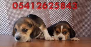Beagle Yavru Ilanlari 05412625843 Beagle