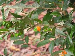 Image result for Carpolobia