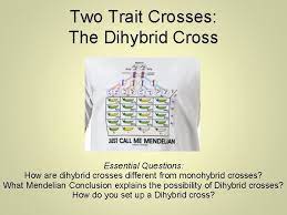 Monohybrid crosses involve traits for which only one allele exists, while dihybrid traits involve two alleles. Heredity And Genetics Part Two Dihybrid Crosses Two