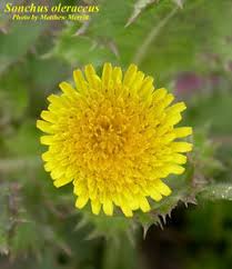 Image result for Sonchus oleraceus