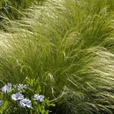 Image result for Polystachya tenuissima