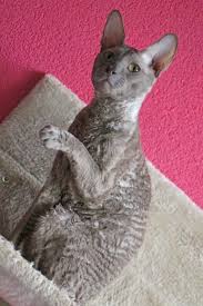 Ch Rex Flower S Cupido Lilac Cornish Rex Cat Colors Cornish Rex Cat Breeds