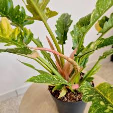 Image result for Filodendron Philodendron