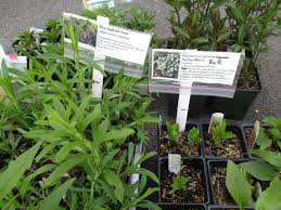 Our nursery professionals preselect the very best sizes & varieties for safe shipment. Native Plant Sale Online Genesee Land Trust