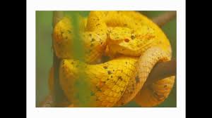 Maybe you would like to learn more about one of these? Peristiwa Besar Arti Mimpi Ular Kuning Sangat Besar Ukuran Raksasa Youtube