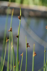 Image result for Schoenoplectus muricinux