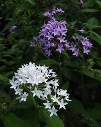 Image result for Pentas micrantha