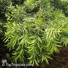 Podocarpus can be used as a tree, but is widely used as a taller screening hedge. Afrocarpus Gracilior Podocarpus Gracilior African Fern Pine Toptropicals Com