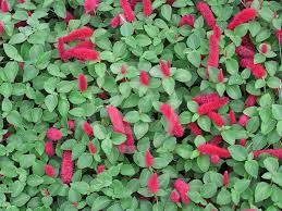Image result for Acalypha segetalis