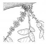 Image result for Phyllanthus omahakensis