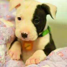 The humane society of northeast georgia's pet adoption center has dogs and cats available for adoption. 15 Adorable Pups Currently Up For Adoption At The Cleveland Apl Scene And Heard Scene S News Blog