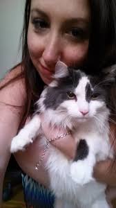 Calico cat with red collar spotted