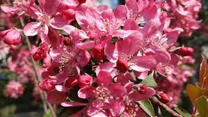 Image result for Malus × purpurea