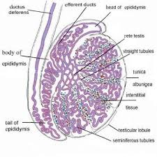Histology of testis, epididymis & ductus deferens. General Overview Of The Histological Organization Of Testis And Epididymis Download Scientific Diagram