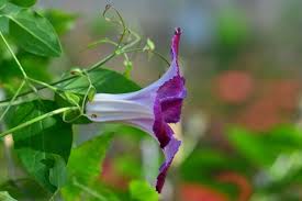 The plants will be ready for sale w/c 10th september. Munster Baumschulen Texensis