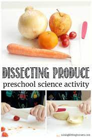 Here are the top 15 toddlers activities that you can safely include your preschooler in. Preschool Science Dissecting Vegetables Activity Preschool Food Preschool Cooking Nutrition Activities