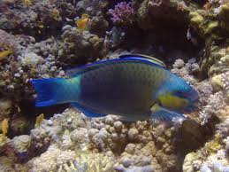 Image result for Chloris diluta