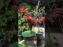 My Best Ninja Filano Owner Nanda Brewok Ready Anakan Call Wa 082392236436 Youtube