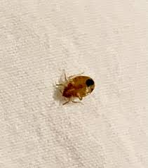 Image result for bedbugs on mattress