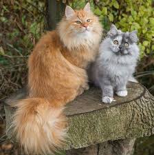 Coming from the maine state in new england, maine coons are popular for their skill in catching rodents. Russian Maine Coon Kittens For Sale Ohio