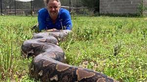 Jun 17, 2021 · kampung adat ciptagelar berduka, mak alit istri abah ugi meninggal dunia iya betul istri abah ugi meninggal tadi sekitar pukul 19.30 wib di kediamannya, kata camat camat cisolok, kabupaten sukabumi, kurnia lismana. Piton Raksasa Ini Pecahkan Rekor Punya Bobot Seberat 272 Kg Dapat Hidup Hingga 70 Tahun Lagi Halaman All Serambi Indonesia