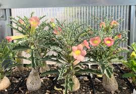 Image result for Adenia mossambicensis