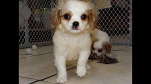 One of our beautiful cavapoo puppies! Not Puppyfind Craigslist Oodle Kijiji Hoobly Ebay Marketplace Birmingham Alabama Cavachon Youtube