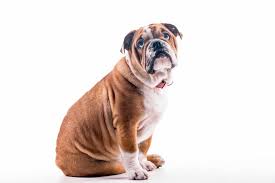 How To Stop A Dog From Scooting On The Carpet Patchpuppy Com
