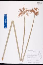 Image result for Cyperus articulatus