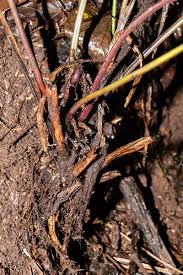 Image result for Pneumatopteris unita