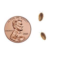 Large 1 - 1 1/8 Inch Dubia Roaches – Andrew'S Reptiles Llc